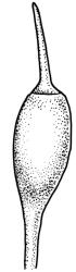 Ptychomitrium australe, capsule with operculum. Drawn from J.T. Linzey 3435, CHR 545821.
 Image: R.C. Wagstaff © Landcare Research 2018 CC BY-NC 3.0 NZ